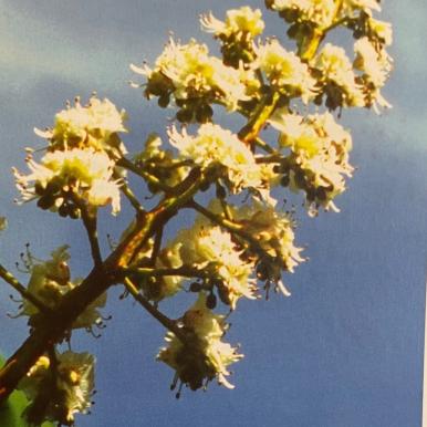 Dr. Bach - Bachblütentherapie